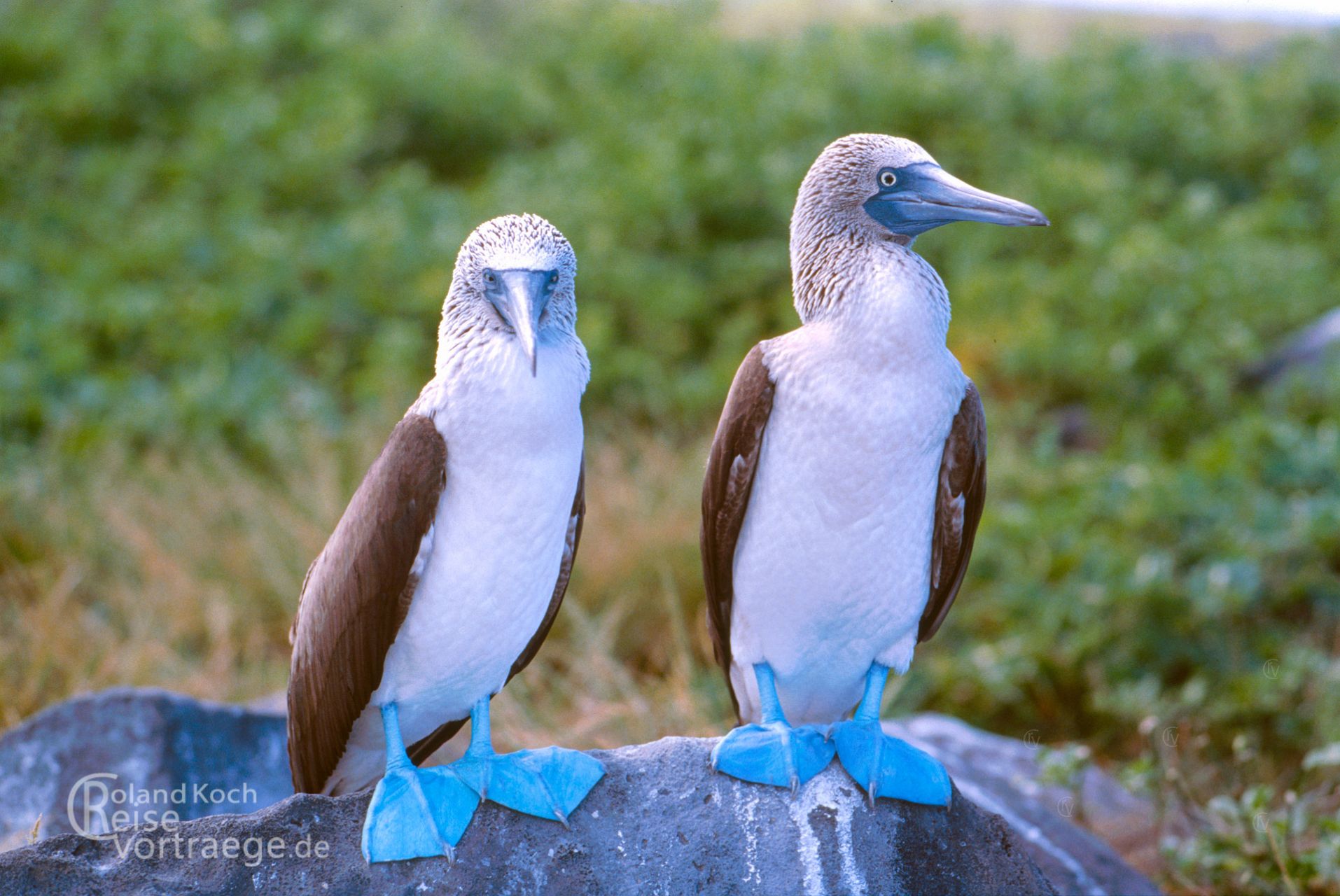 Ecuador - Archipel von Galapagos - Blaufusstölpel